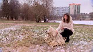 Собака с дредами. Комондор Собака с дредами. Комондор