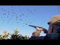 Piccoli calibri  410  caccia al colombaccio  il passo di ottobre  wood pigeon hunting