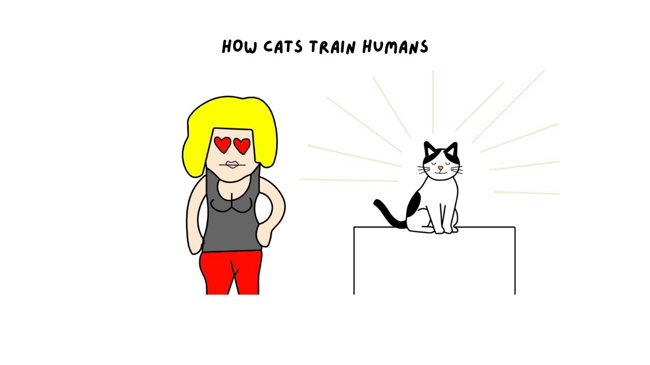 How Cats Train Humans | Cat Psychology