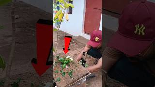 मिट्टी से अचानक निकला फूल! 😱 | Reverse Editing Trick #shorts