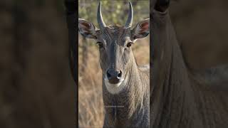 Nilgaay Amazing Facts|| Blue Bull #shorts  #fact #facts