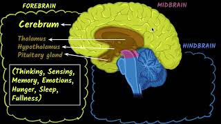 Brain (parts & functions) | Control & co-ordination | Class 10 Biology | Khan Academy