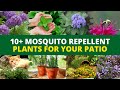 10+ Mosquito Repellent Plants Outdoor - Patio Garden Plants YOU NEED TO KNOW!