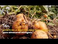 Aporte de la genética en la papa criolla para almacenar nitrógeno - TvAgro por Juan Gonzalo Angel