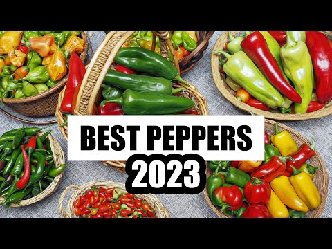 Best Peppers of 2023