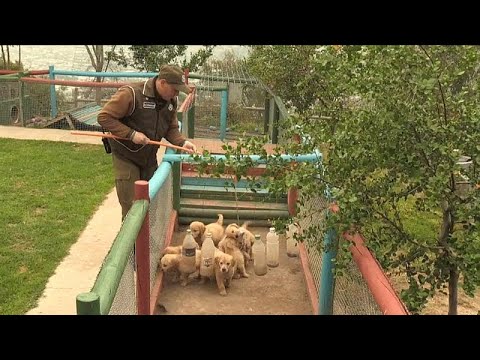 Video: Suçla Mücadele Köpekleri