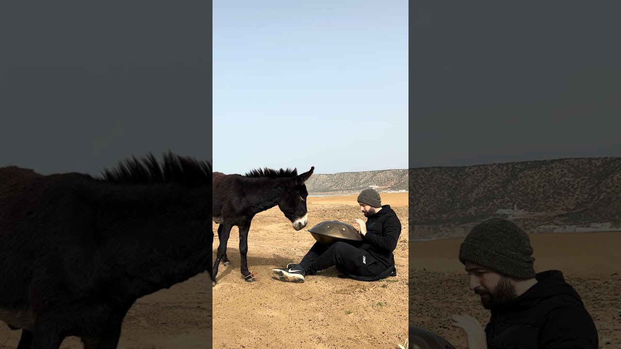 Donkeys love the Soul of Sound