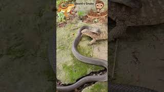 Lizard v Snake #shortsvideo #snake  #leopard #lizard  #wildlife #youtubeshorts #youtube #shorts