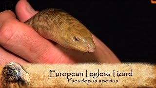 Meet Leo, The Legless Lizard