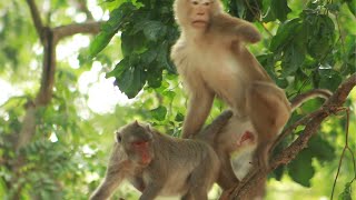 Monkey Down Then   Walking  and Meet  Jane  on  Tree -Bro 1