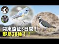 【野鳥観察】トラツグミ、タゲリ、ルリビタキ!初観察の鳥も多数の関東鳥見旅! Vlog49