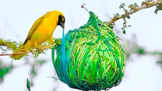 15 Most Amazing Nests In The Animal World