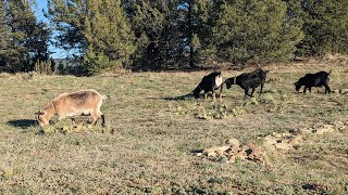 ⚡ Lightning Goats ⚡ Live Streaming Bitcoin Goat Feeder