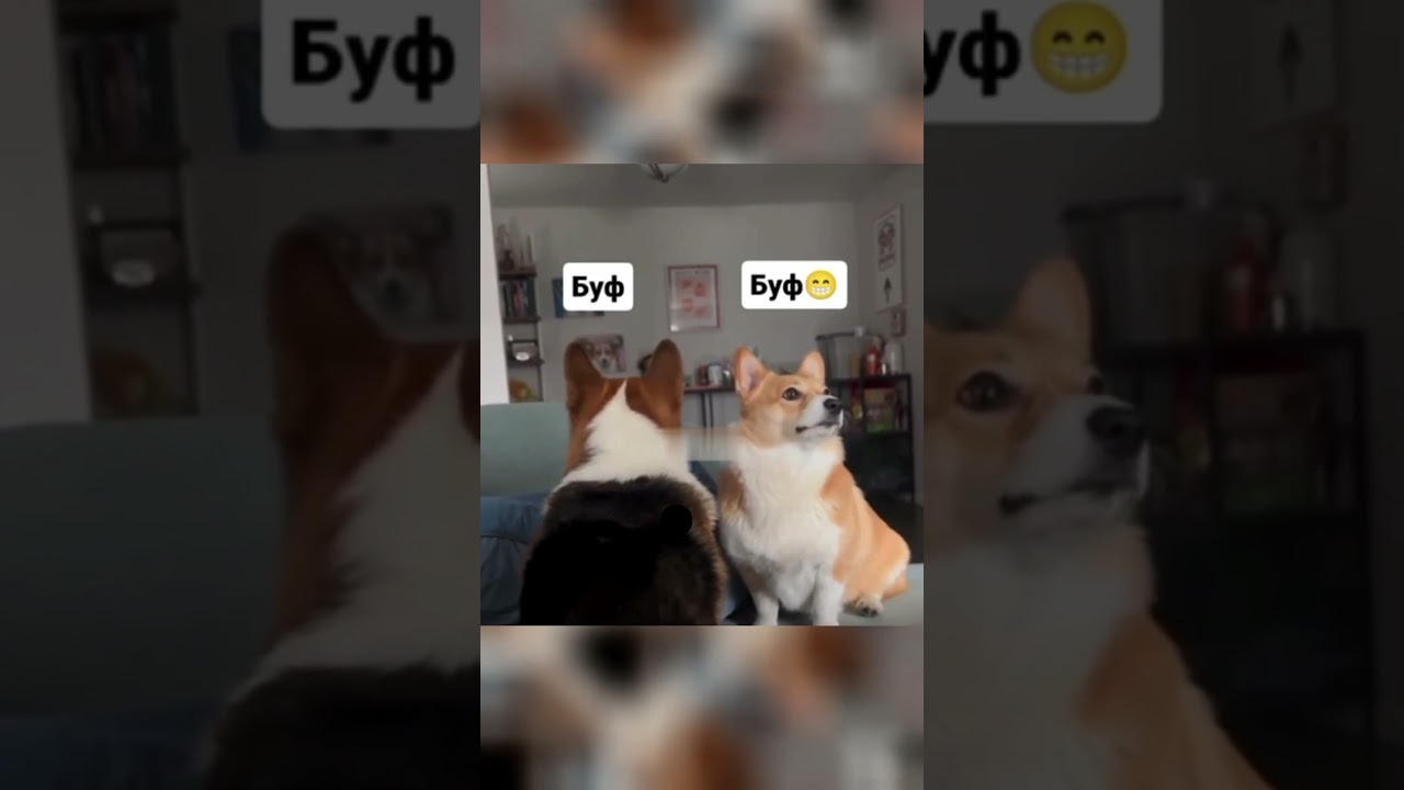 Видео о животных из интернет 164 