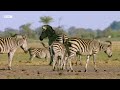 How Oceanic Events Can Affect Zebra Migration | Nature's Great Migrations | BBC Earth