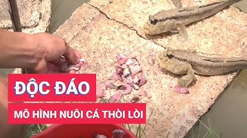 Độc đáo mô hình nuôi cá thòi lòi như thú cưng