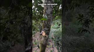 pangkas puncak pohon cempedak