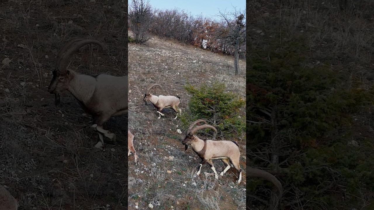 Dağ keçilerinin çiftleşme zamanı geldi. 🐐