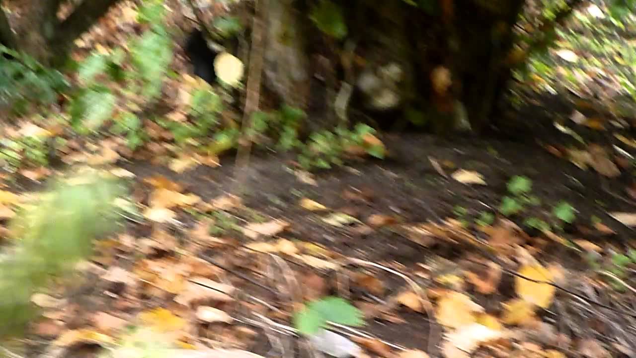 Kangvbc Black Squirrel Vancouver  Stanley Park