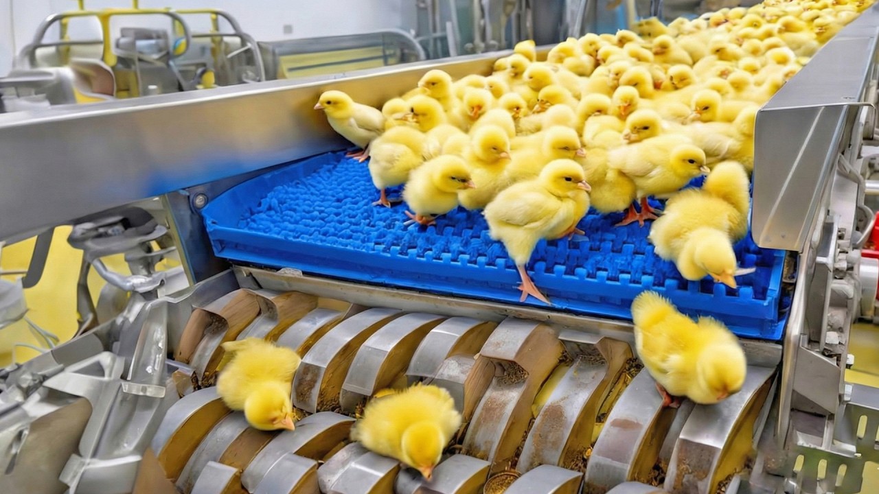 Inside a Chicken MEGA FACTORY: Methods and Processes of Raising Egg and Meat Chickens
