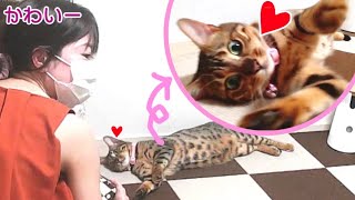 ツンデレ猫も敏腕美人ペットシッターにメロメロになりました…