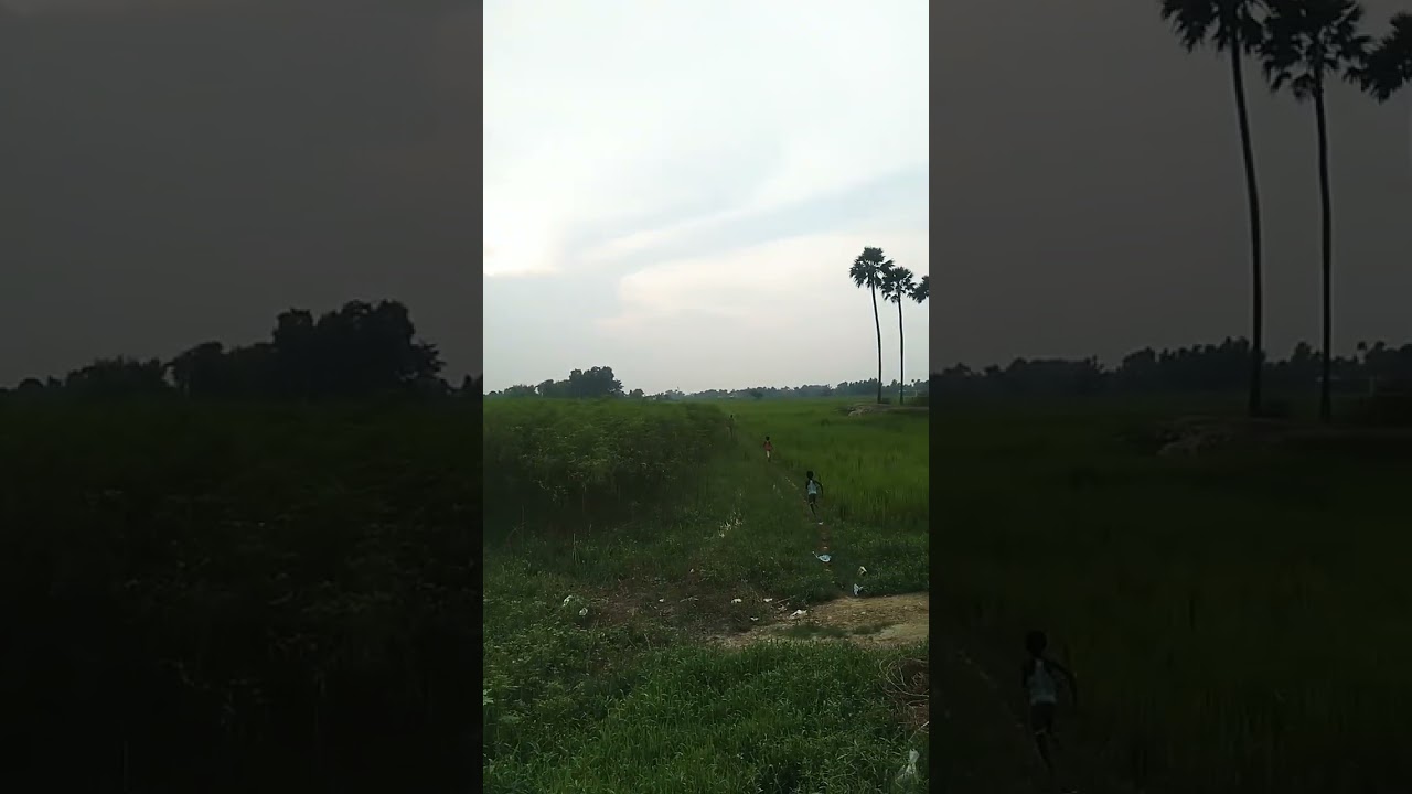 Village rice fields view in evening time. 