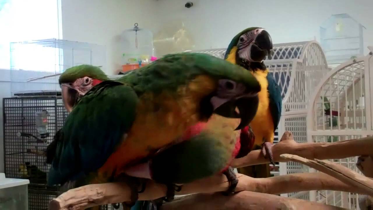 Parrot Store Middlesex NJ YouTube