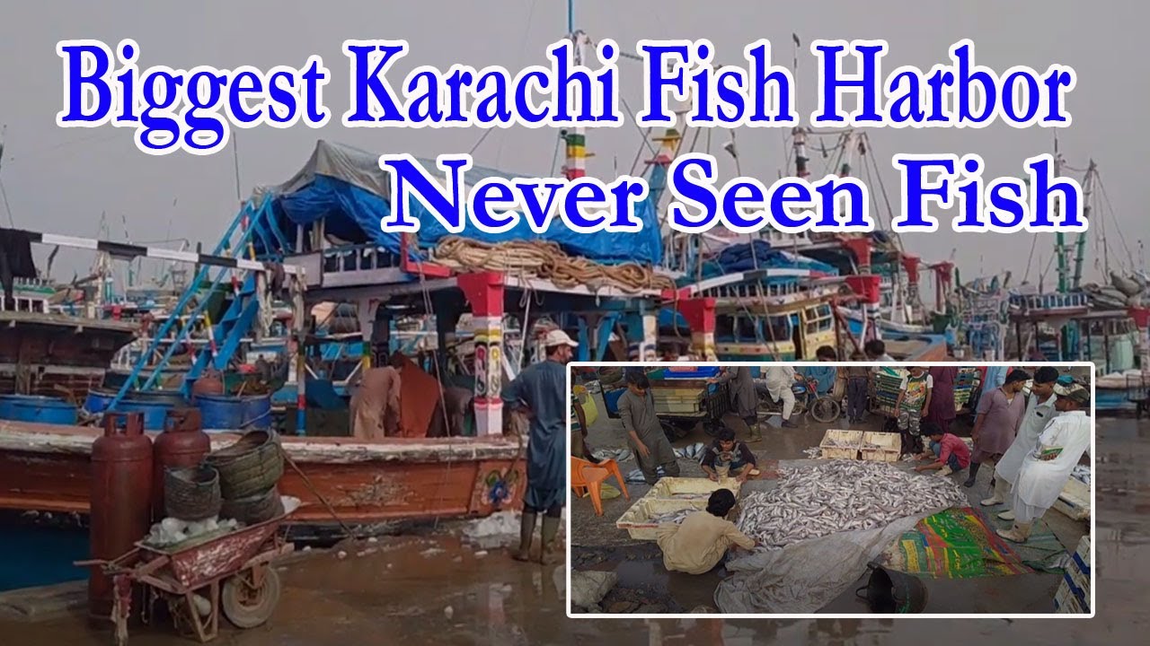 Karachi Fish Harbor Never Seen Fish Fishfam saleemned YouTube