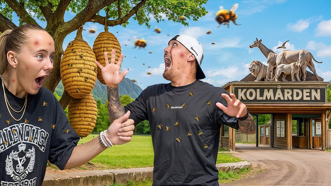 GETINGKAOS PÅ KOLMÅRDEN 