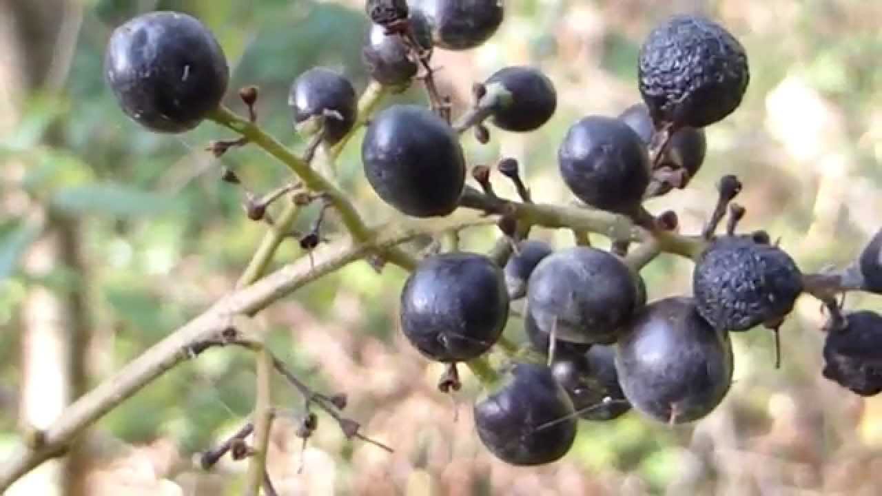 Dogwood  -  Cornus  - Hyrnar - Blá ber - Runni - Skógarjurt -  Villiplanta