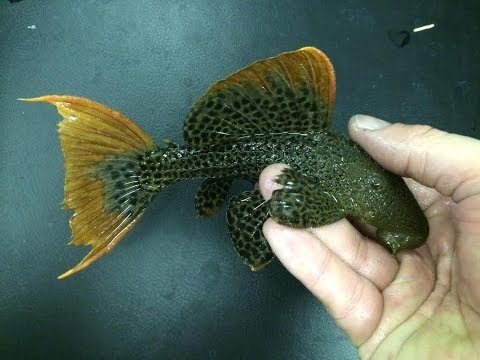 Video L600 Pseudacanthicus Leopardus Cactus - youtube
