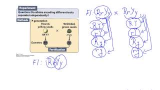 Ch3 Basic principles of heredity - Lecture recording