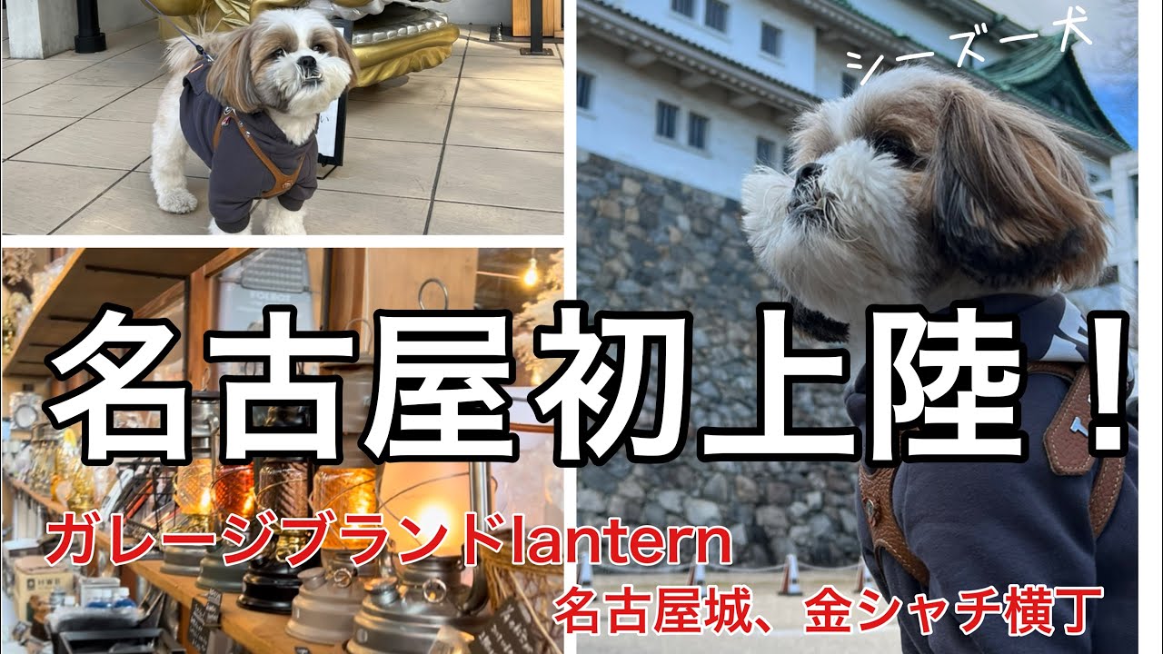 【シーズー】アラフィフ夫婦と愛犬チューイが名古屋初上陸！！