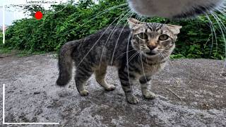 Cats With GoPro: Negrito Was NOT Expecting This