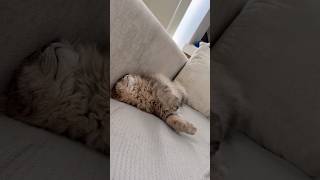 😂#cat #badcat #cute #sleep #animals #petlovers #cutecat #catshorts #catvideos