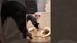 Too cute to be taken seriously #dog #animalscomedy #funnydogs #cute