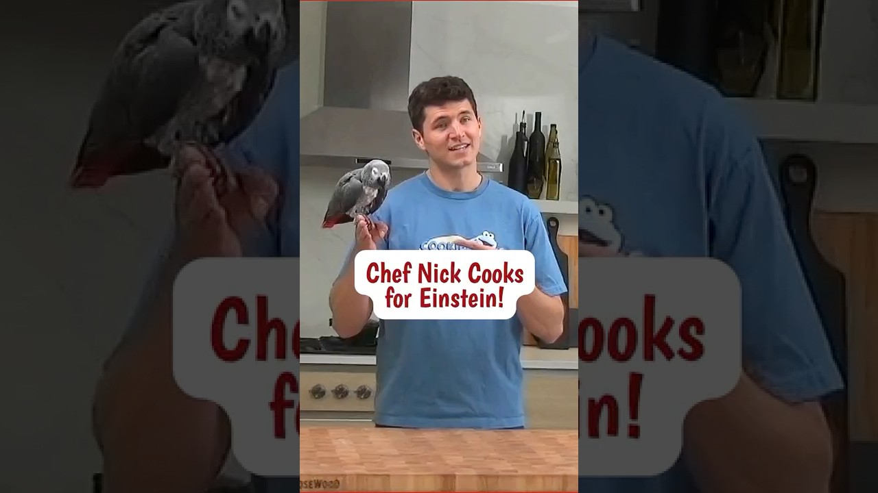 Chef Nick DiGiovanni makes Einstein Parrot a gourmet pizza with corn!