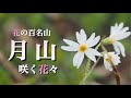 【花の百名山】 7月 月山/山形県　雪解けが終わり、花の最盛期を迎えた月山　山野草•高山植物を紹介