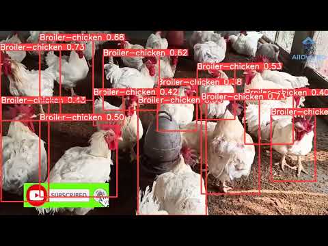Broiler chicken detection using YOLOv5 computer vision