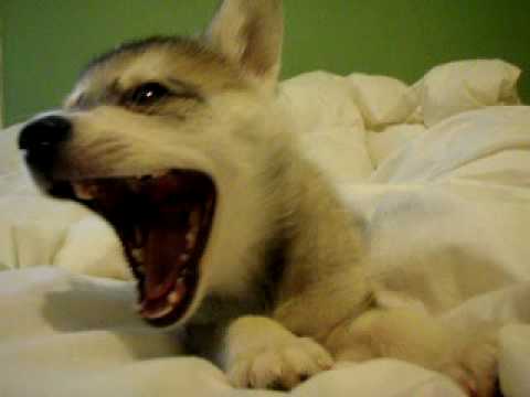 poco - alaskan klee kai PUP singing I love youuuuuu