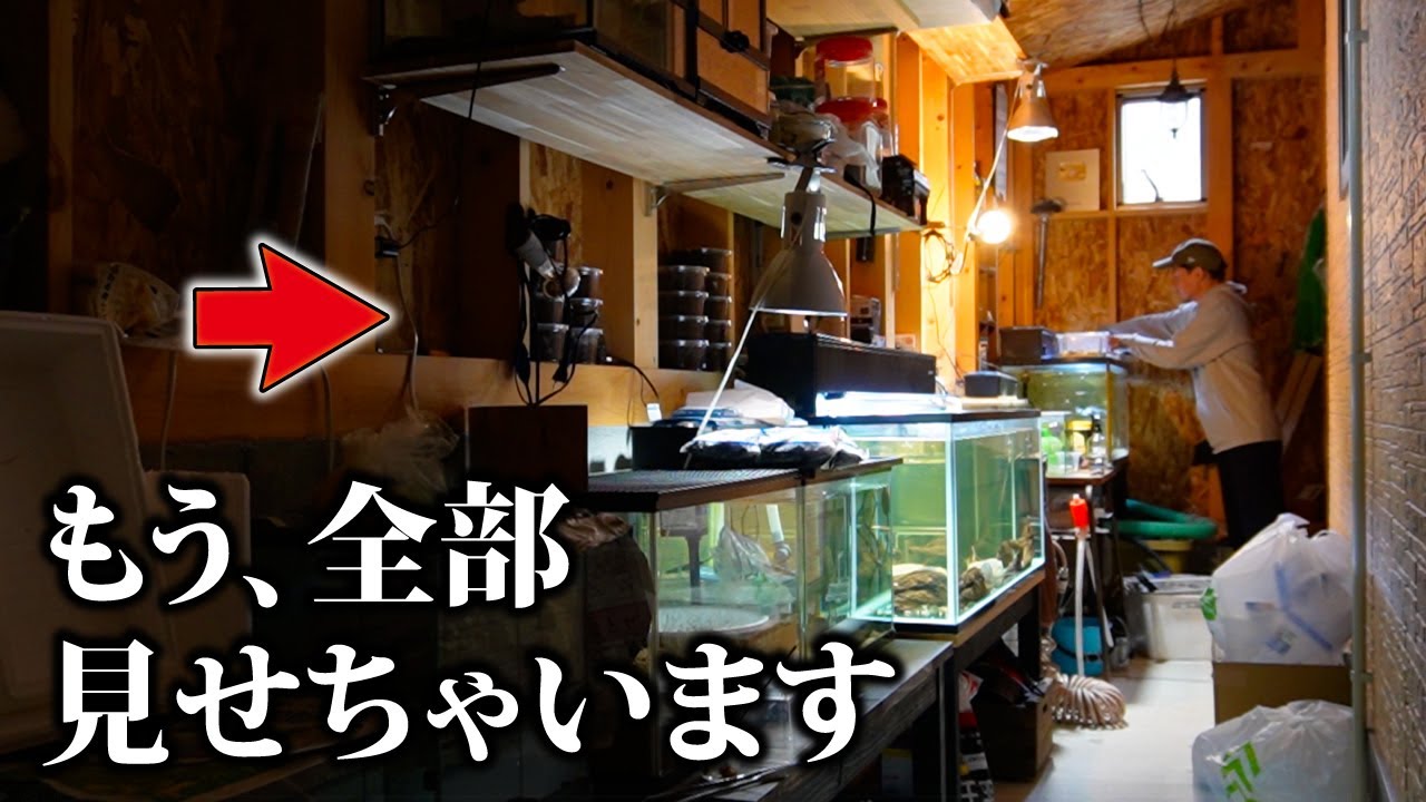 生き物系ユーチューバーの飼育ルーティン