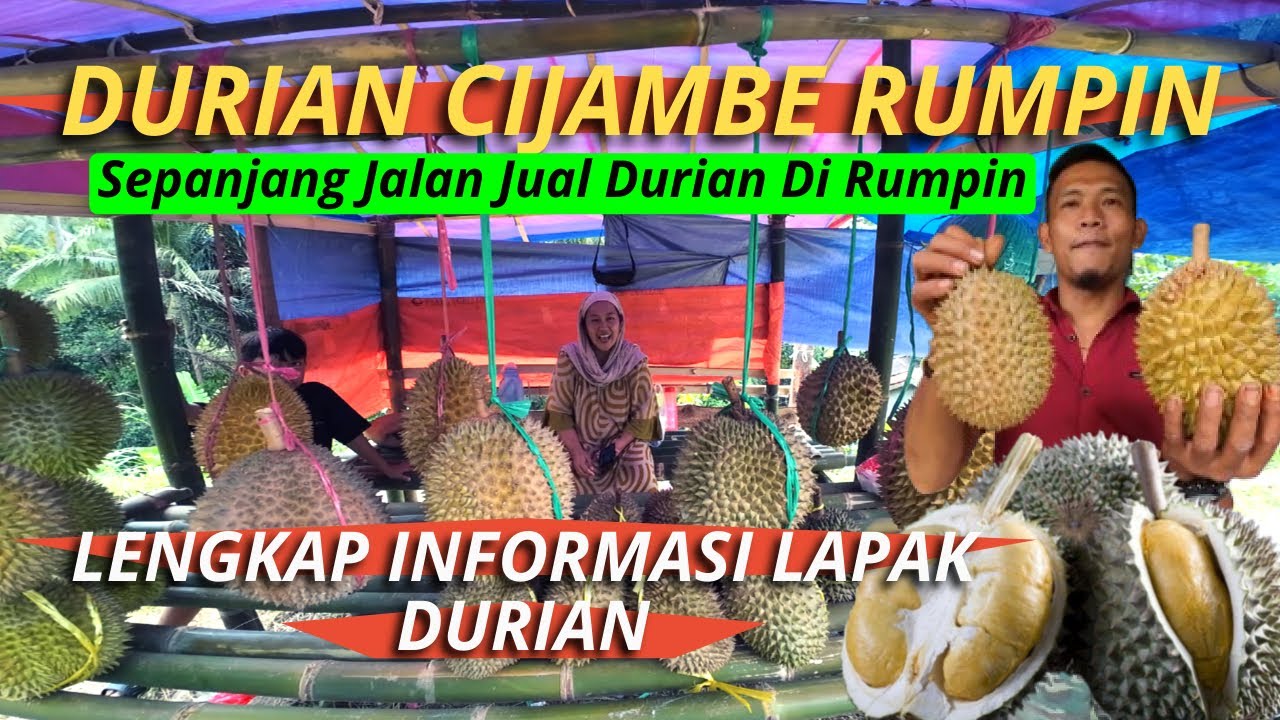 DURIAN KAMPUNG CIJAMBE RUMPIN BOGOR  dan Informasi Lengkapnya LAPAK DURIAN RUMPIN