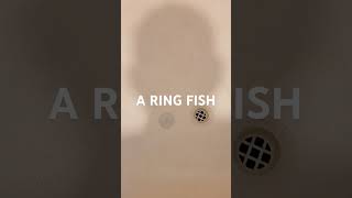 Career Overview Jag hittade en RING-fisk 😱😱 #RingFish