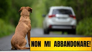 Cani Abbandonati: Il Triste Fenomeno Dell'Abbandono Dei Cani Durante Le Vacanze Estive by Funny Pets 694 views 9 months ago 5 minutes, 1 second