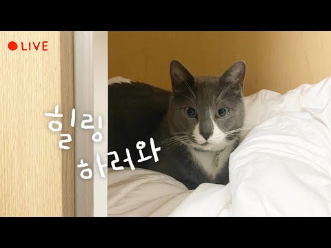 먼봉휴요와 자기 전 힐링🌛 고양이 잠자는 방송 Cats Sleeping Live