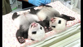 双子パンダ、うっすら目開く