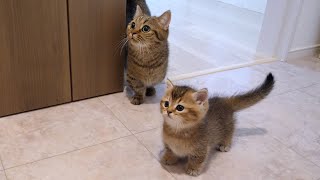 The washing machine was making a noisy, so mother cat Lili and kitten Charo came to inspect it!