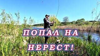 Попал на НЕРЕСТ БЕЛИ! Щука НЕ ДАЁТ ПРОХОДА ПРИМАНКИ на Ультралайт!