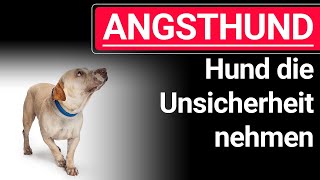 🐶 ANGSTHUND ➡️ beim Leine Laufen ➡️ So kannst du deinem  Hund die Unsicherheit nehmen 🐶✔️ by Stephanie Salostowitz - Online Hundetraining 5,768 views 5 months ago 8 minutes, 5 seconds