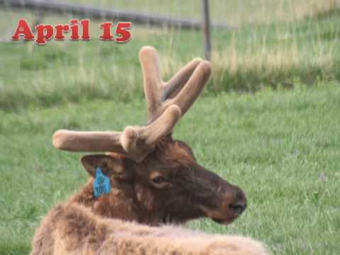 Amazing elk antler growth - YouTube